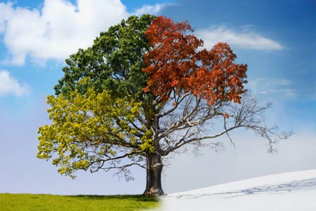 Oak_01